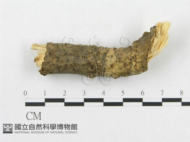登錄號:F0011265藏品圖，第1張