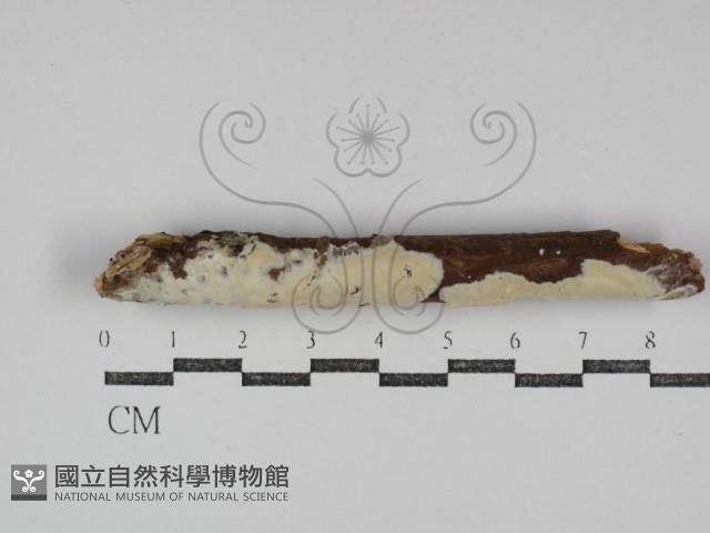 登錄號:F0031265藏品圖，第1張