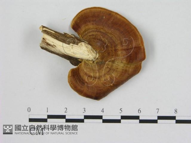 登錄號:F0004265藏品圖，第1張