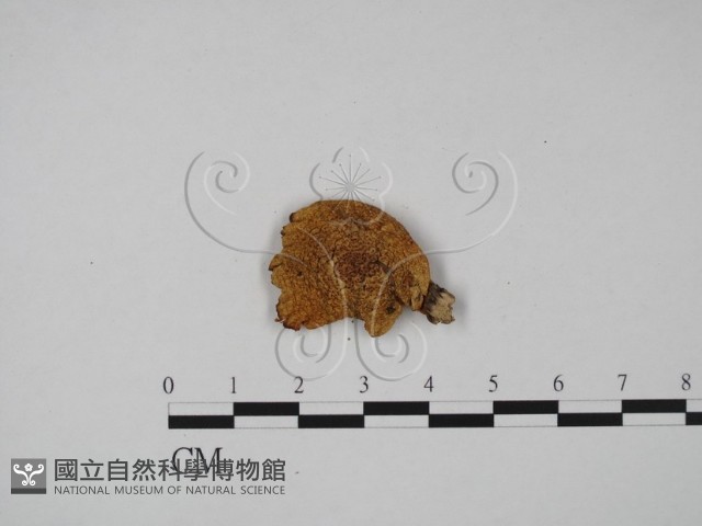 登錄號:F0014265藏品圖，第1張