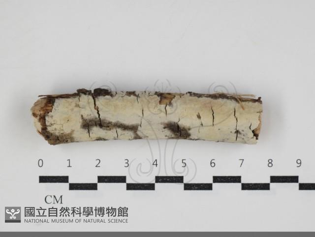 擬筍殼菌屬藏品圖，第1張