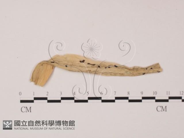 登錄號:F0012265藏品圖，第1張