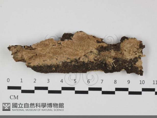 絲齒菌屬藏品圖，第1張