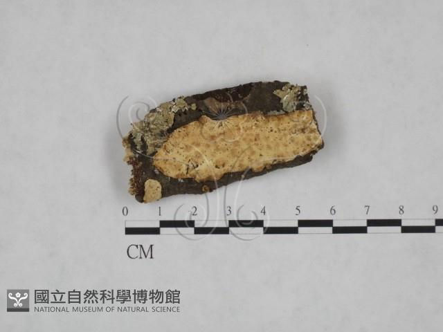 革墊菌屬藏品圖，第1張