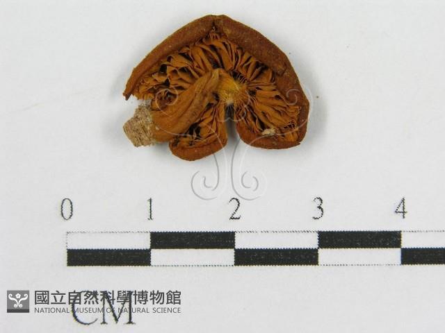 登錄號:F0005265藏品圖，第1張