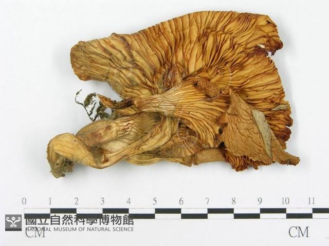 登錄號:F0009265藏品圖，第1張