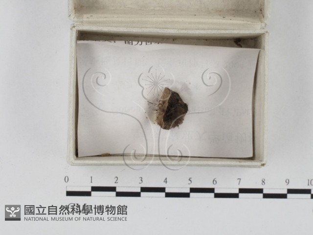 登錄號:F0023265藏品圖，第1張