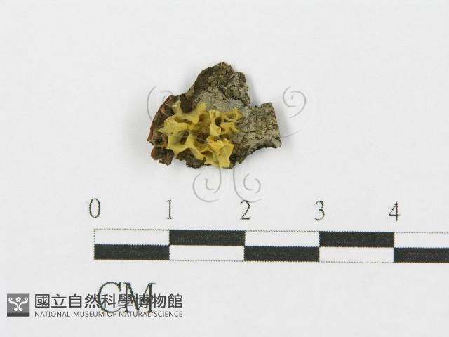 登錄號:F0003265藏品圖，第1張