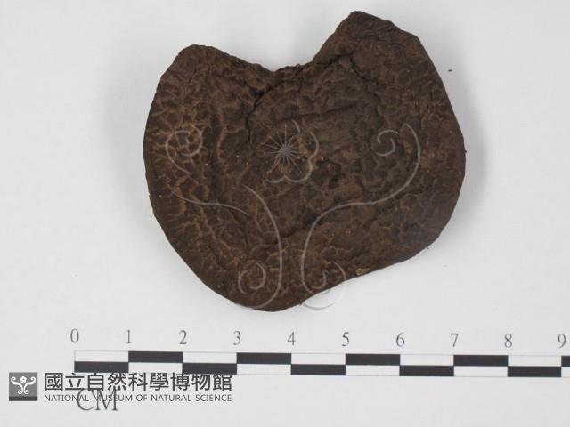 登錄號:F0013265藏品圖，第1張