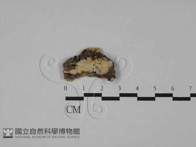 登錄號:F0028865藏品圖，第1張