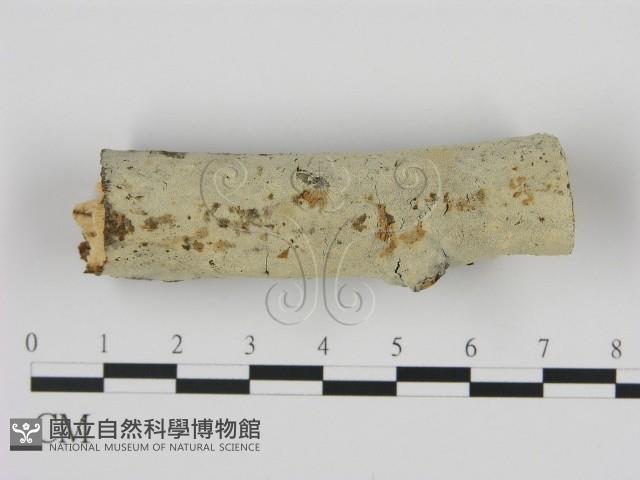 登錄號:F0008865藏品圖，第1張