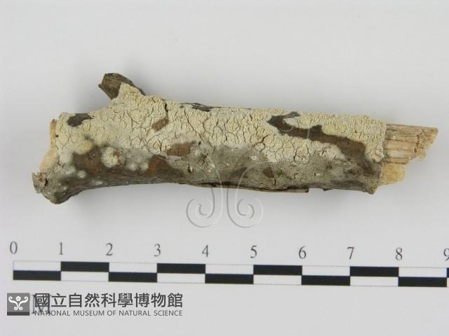 登錄號:F0020865藏品圖，第1張