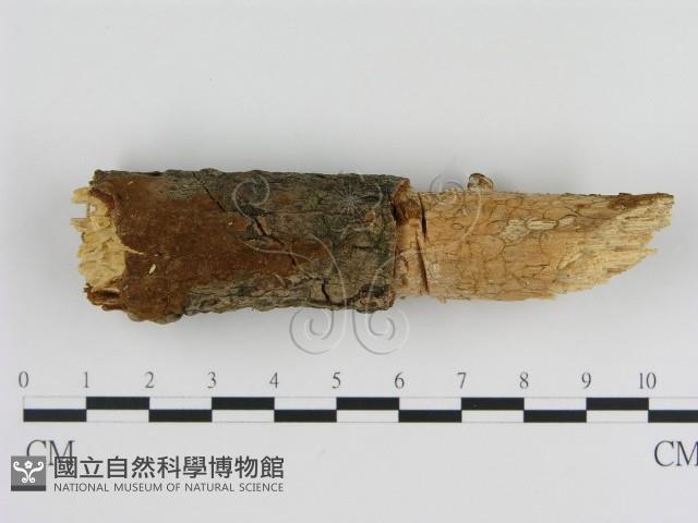 刺革菌屬藏品圖，第1張