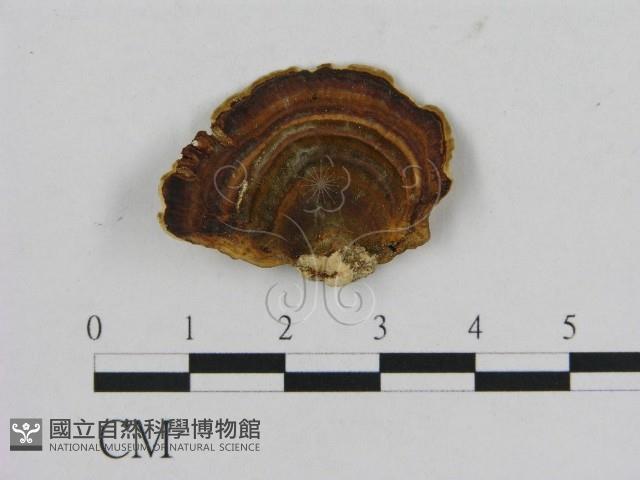 相鄰小孔菌藏品圖，第1張