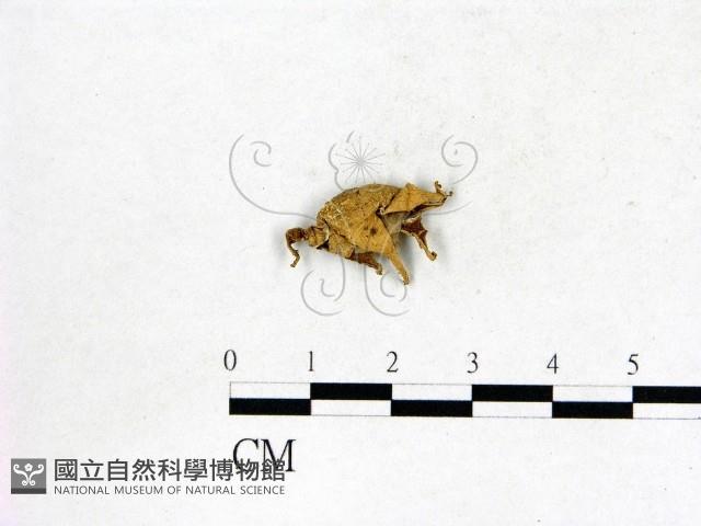 地星屬藏品圖，第1張