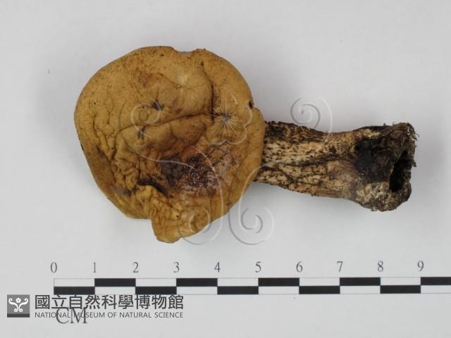 登錄號:F0021865藏品圖，第1張