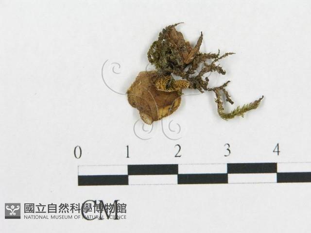 登錄號:F0001865藏品圖，第1張