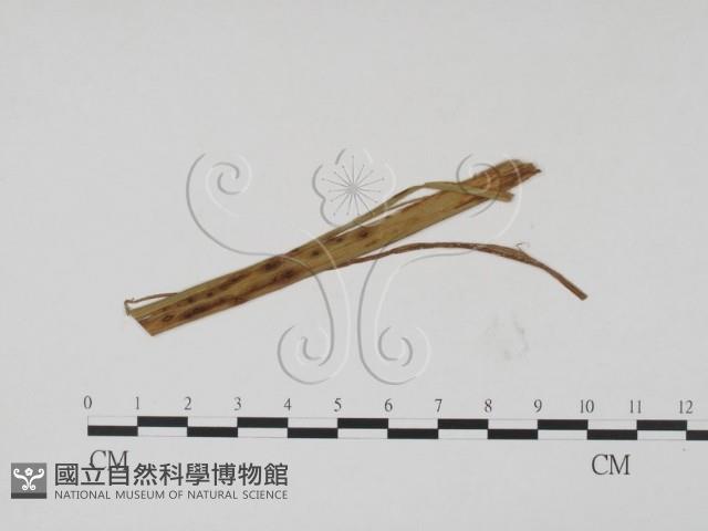 登錄號:F0011865藏品圖，第1張