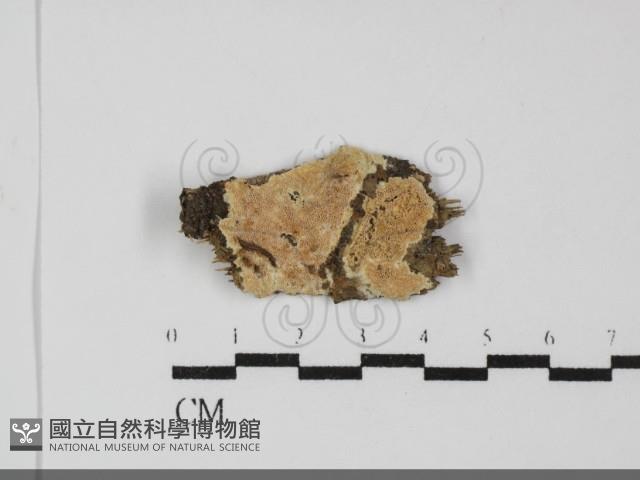 登錄號:F0031865藏品圖，第1張