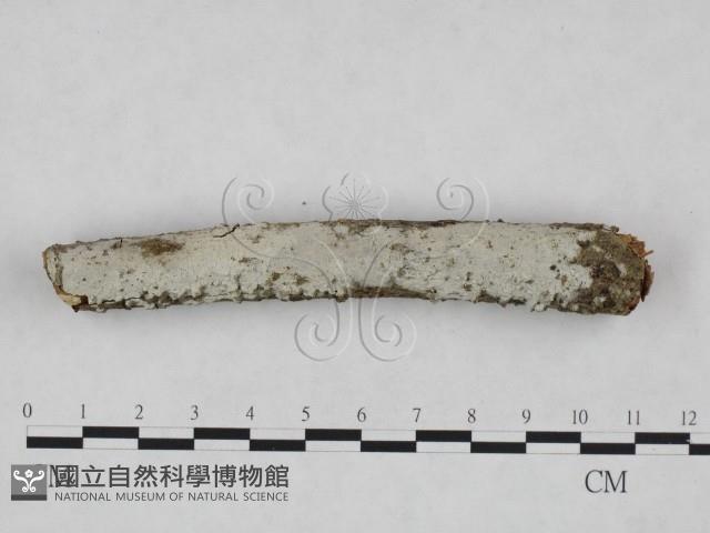 登錄號:F0024865藏品圖，第1張