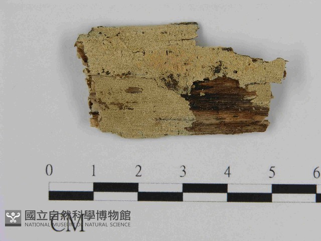 登錄號:F0014865藏品圖，第1張