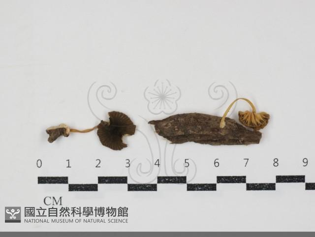 Accession Number:F0034865 Collection Image, Figure 1, Total 2 Figures