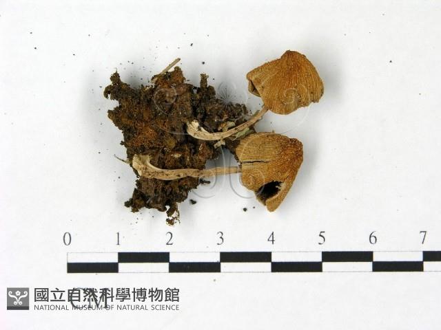 登錄號:F0022865藏品圖，第1張