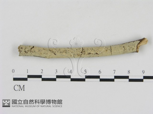 登錄號:F0002865藏品圖，第1張