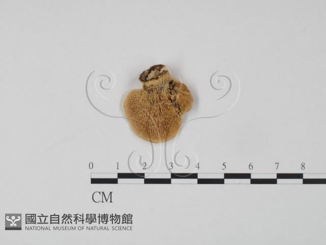 登錄號:F0007865藏品圖，第1張