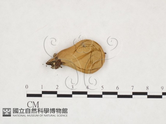 登錄號:F0025865藏品圖，第1張