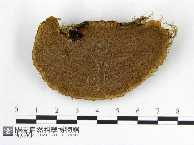 登錄號:F0005865藏品圖，第1張