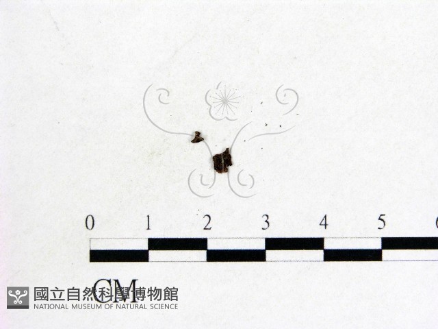 登錄號:F0009865藏品圖，第1張
