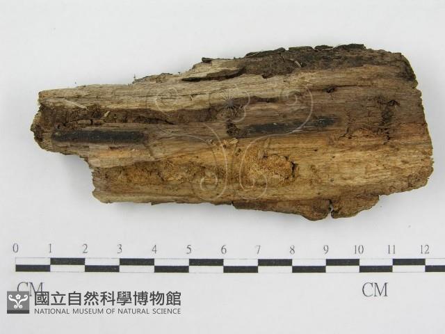 登錄號:F0003865藏品圖，第1張