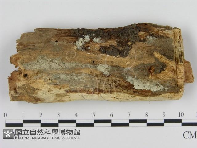 登錄號:F0013865藏品圖，第1張