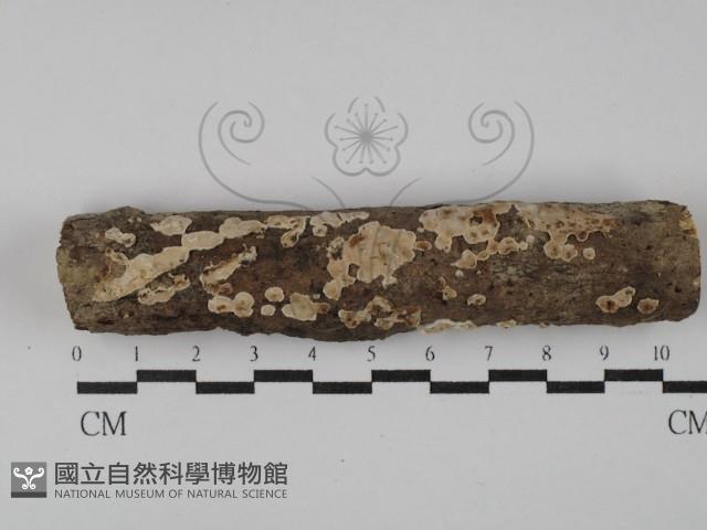 登錄號:F0028965藏品圖，第1張