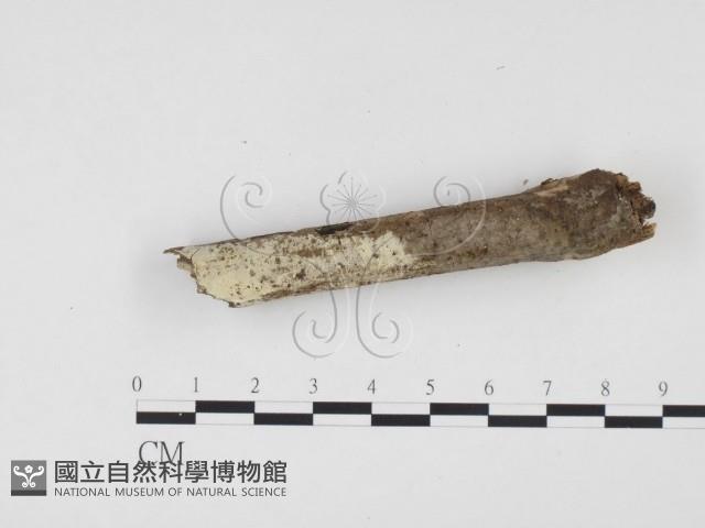 冇骨消絲齒菌藏品圖，第1張