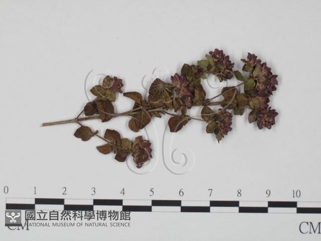 登錄號:F0018965藏品圖，第1張
