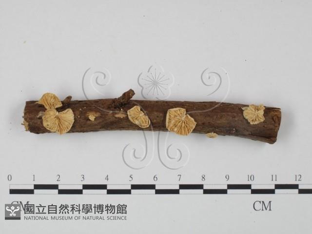 登錄號:F0020965藏品圖，第1張