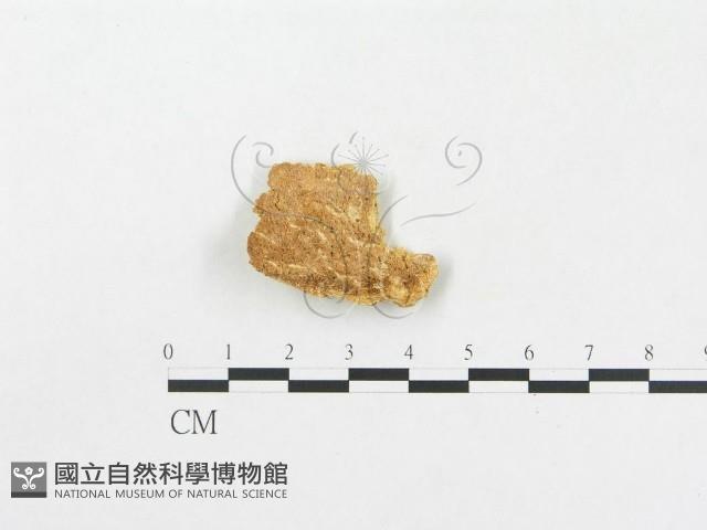 館號:F0000965藏品圖，第1張