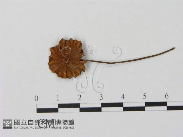 登錄號:F0010965藏品圖，第1張