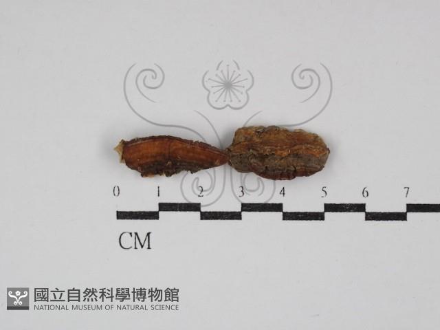 硬孔菌屬藏品圖，第1張