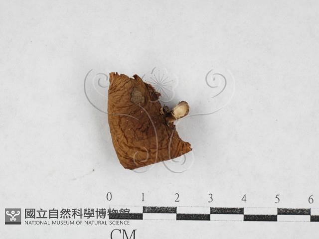 登錄號:F0026965藏品圖，第1張