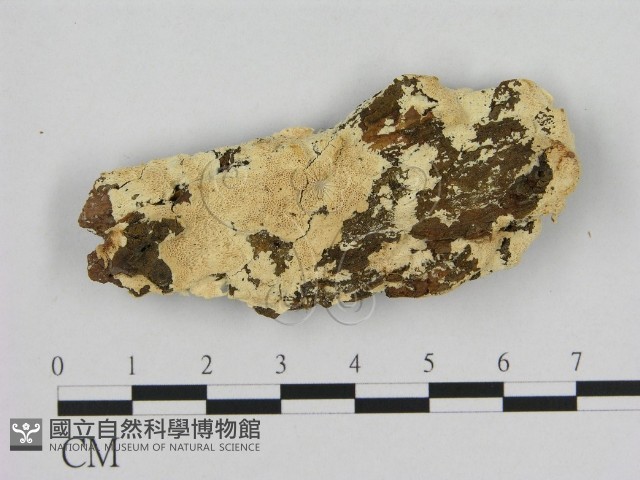 登錄號:F0006965藏品圖，第1張