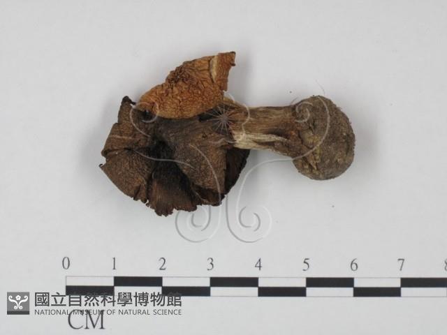 登錄號:F0021965藏品圖，第1張