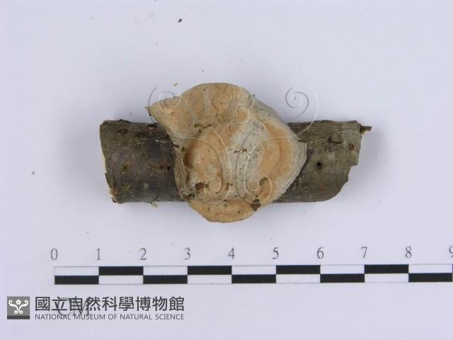 登錄號:F0001965藏品圖，第1張