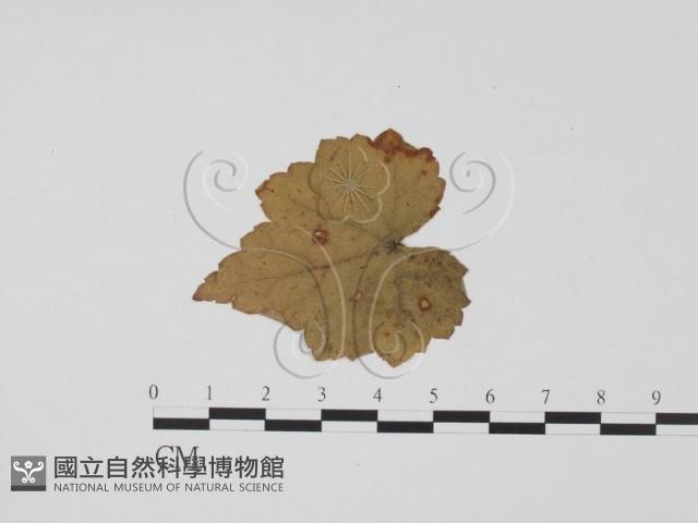 登錄號:F0011965藏品圖，第1張