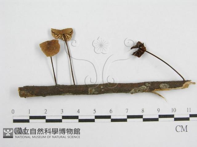 登錄號:F0004965藏品圖，第1張