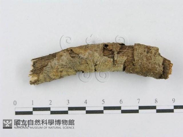 射脈菌屬藏品圖，第1張