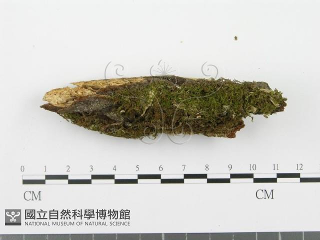 登錄號:F0002965藏品圖，第1張