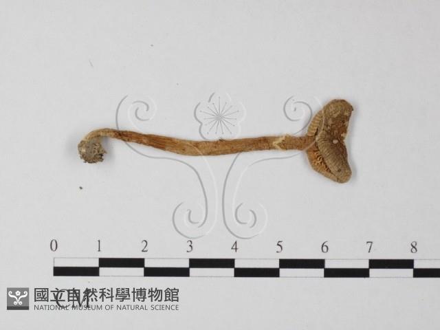 登錄號:F0012965藏品圖，第1張
